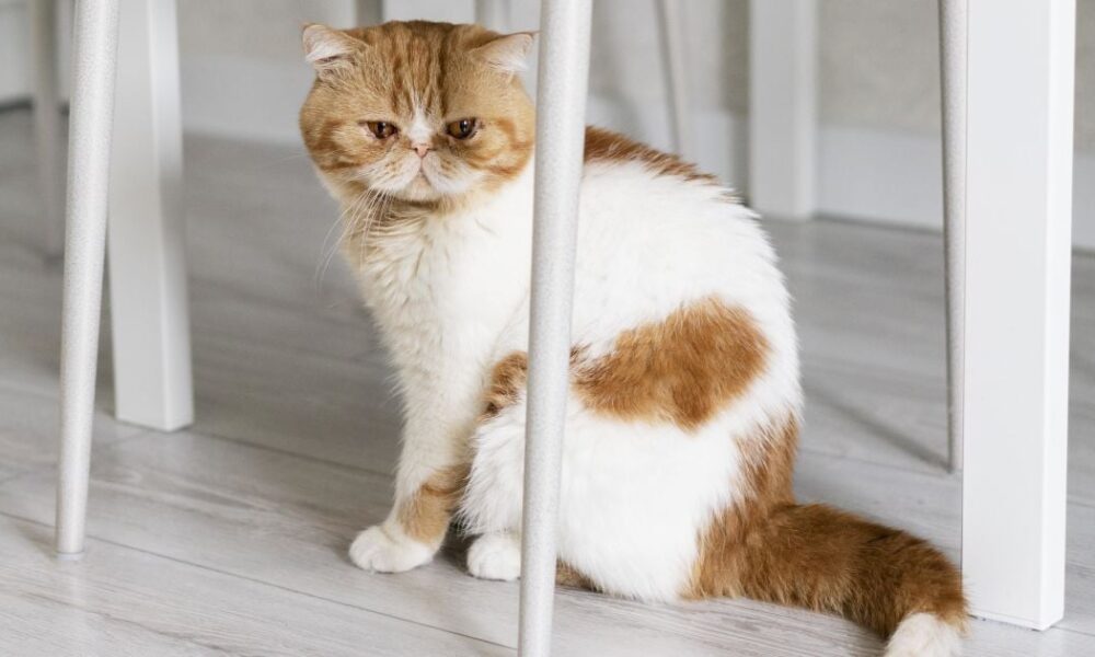 Как понять, что ваша кошка страдает: признаки боли и как ей помочь