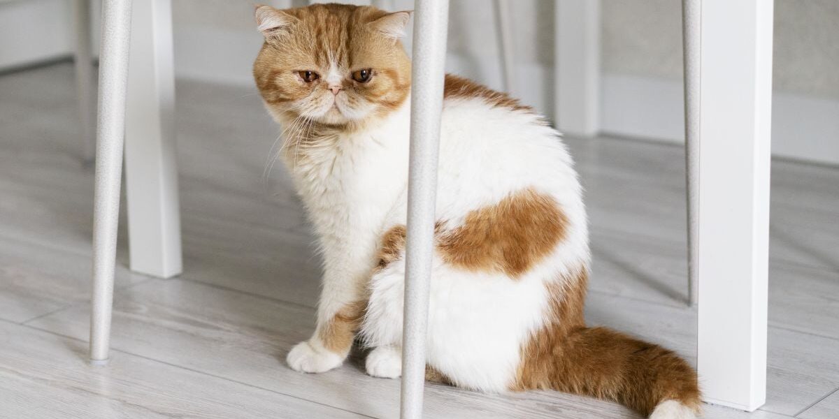 Как понять, что ваша кошка страдает: признаки боли и как ей помочь