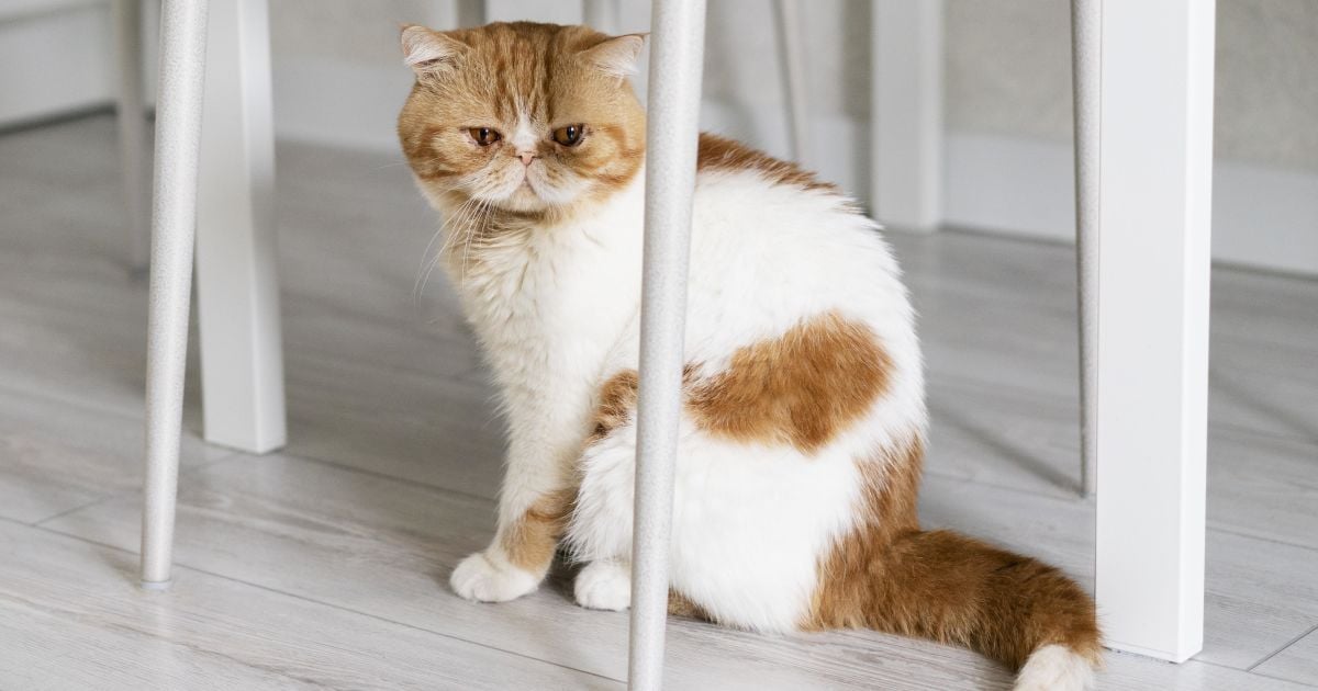 Как понять, что ваша кошка страдает: признаки боли и как ей помочь