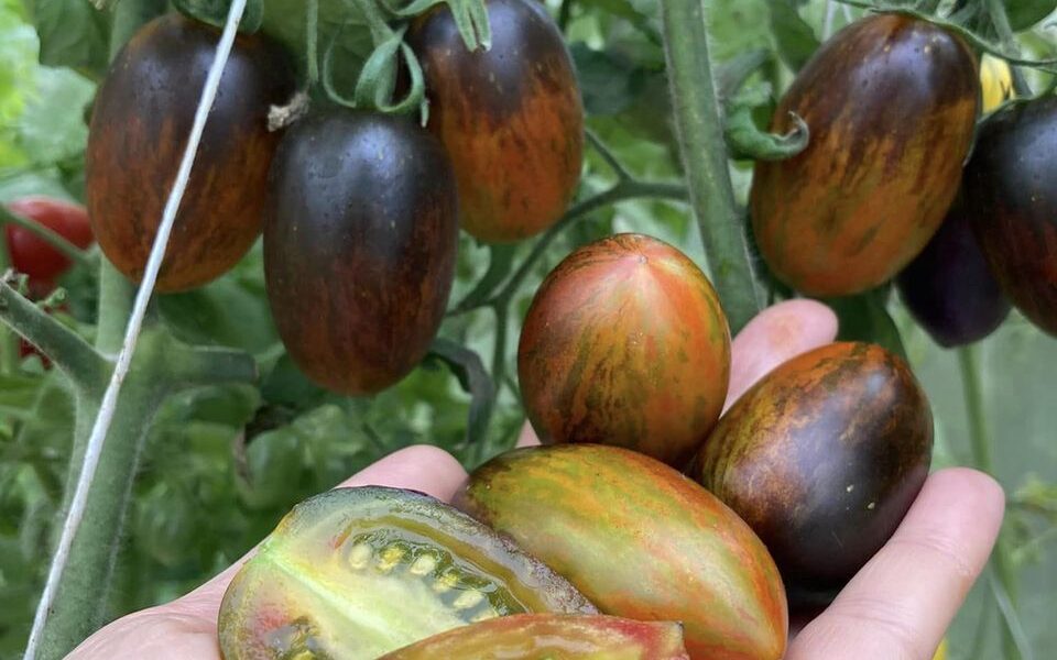 Секреты выращивания крепкой рассады томатов: от семечка к богатому урожаю