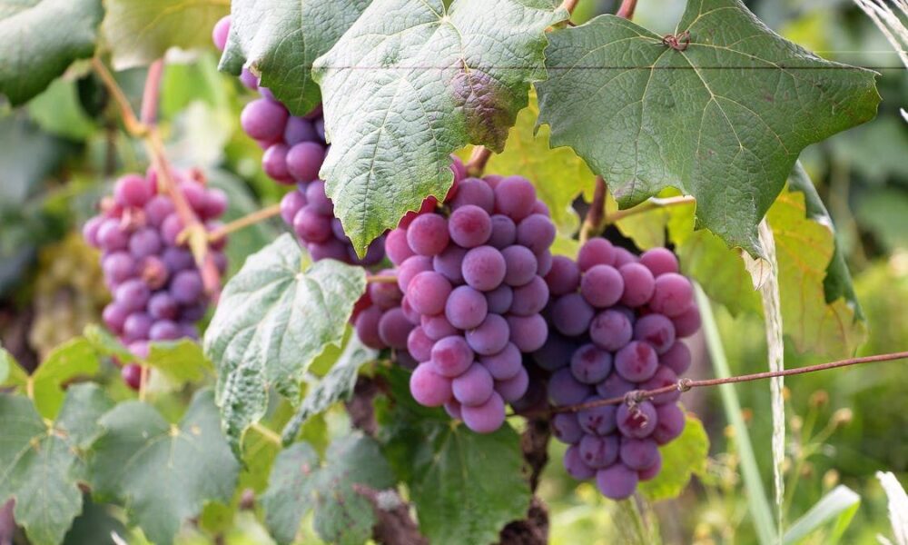 Летний уход за виноградом в августе: главные секреты для обильного урожая