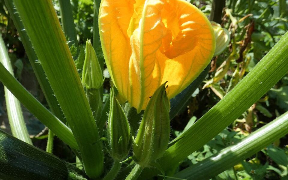 Секрет богатого урожая кабачков: как получить максимум от каждого куста