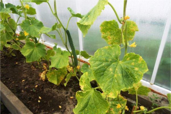 Как сохранить огурцы зелеными и сочными: секреты обильного урожая для вашего огорода