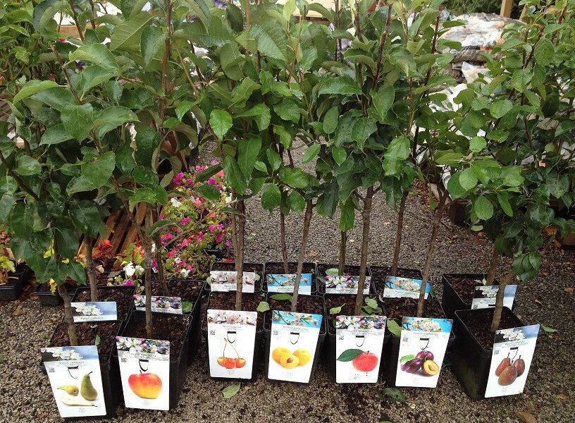 Как выбрать здоровые саженцы для вашего сада: советы хозяйке