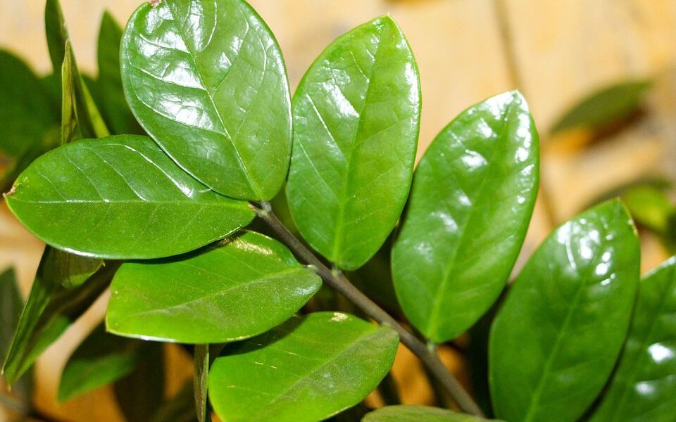 Как оживить замеокулькас: секреты пышной зелени для вашего дома