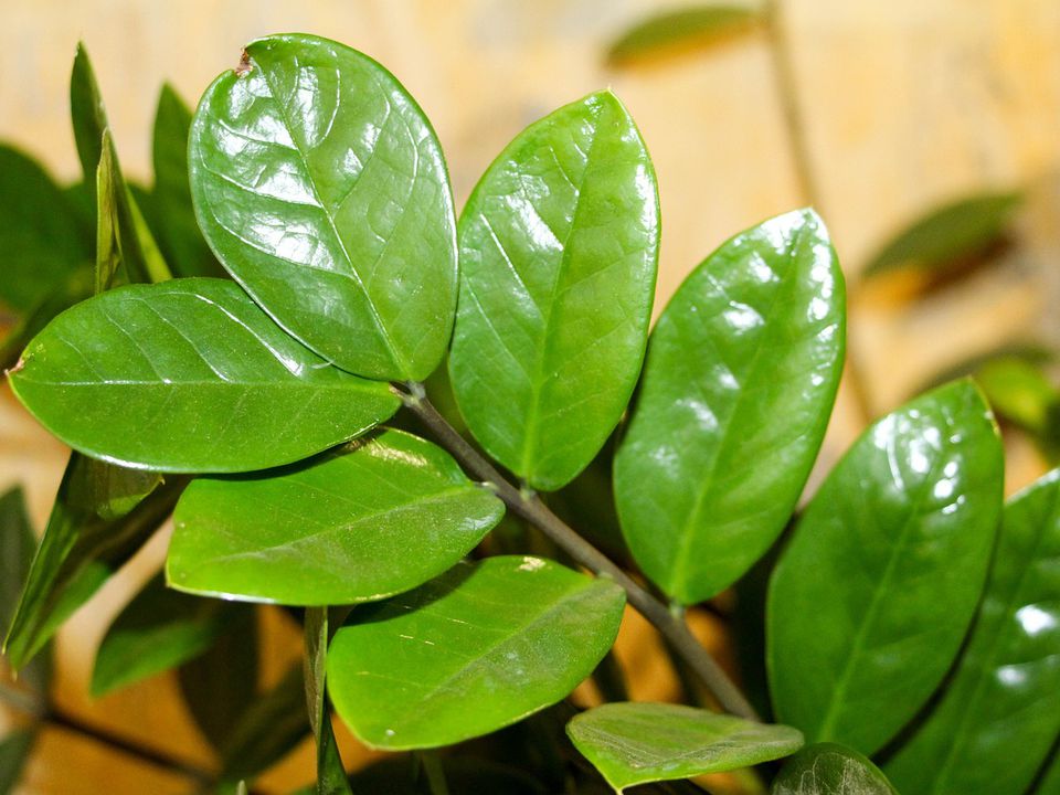 Как оживить замеокулькас: секреты пышной зелени для вашего дома