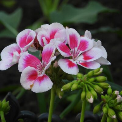 Секреты пышного цветения герани: добавьте это в горшок для красоты