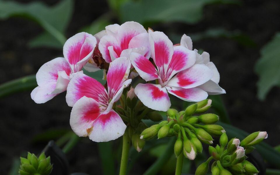 Секреты пышного цветения герани: добавьте это в горшок для красоты