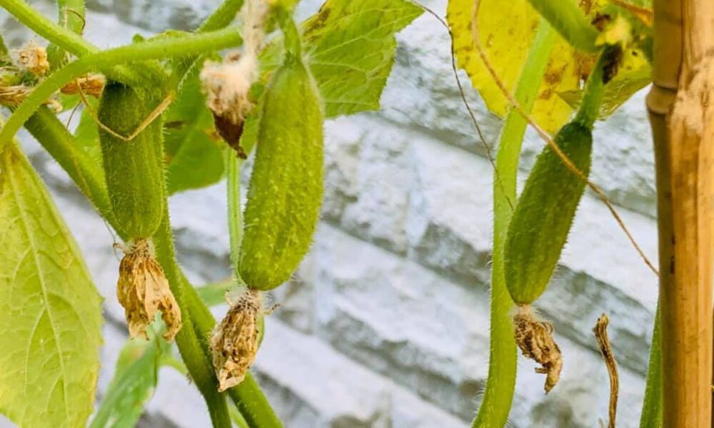 Как спасти огурцы от пожелтения: секреты опытных дачников