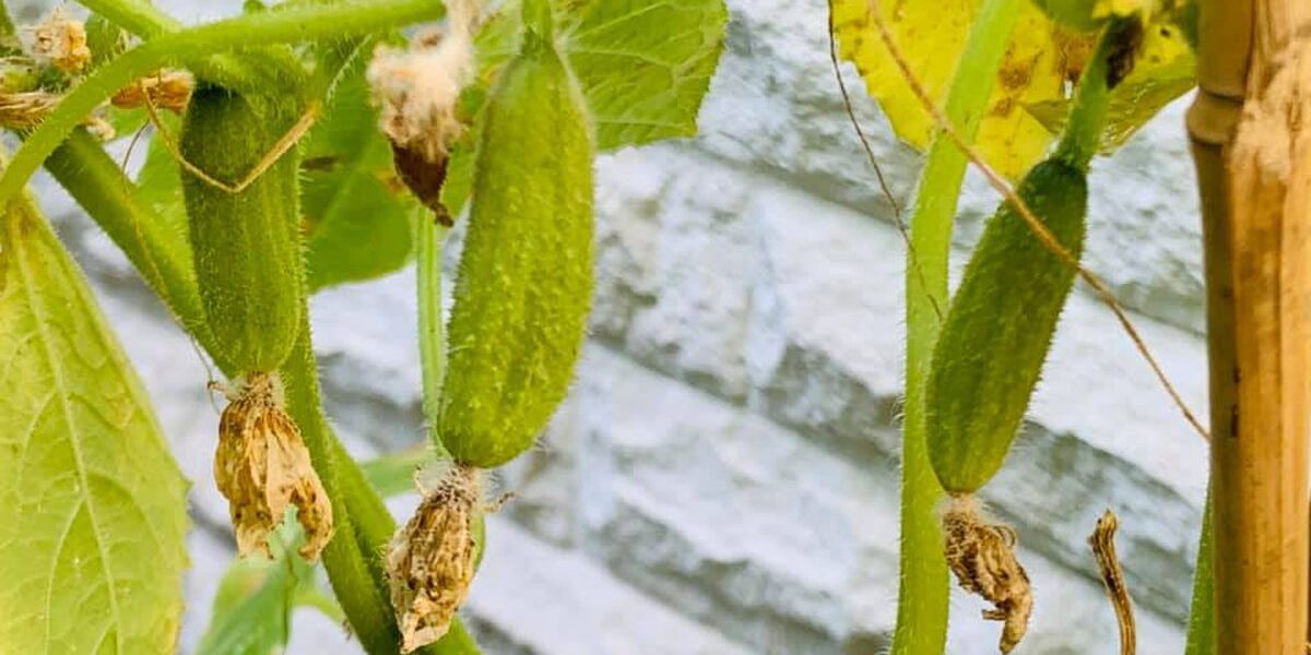 Как спасти огурцы от пожелтения: секреты опытных дачников