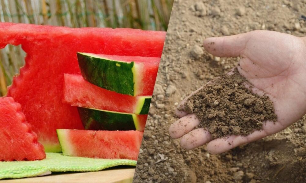 Кабачки и арбузы: можно ли закапывать корки в землю для удобрения