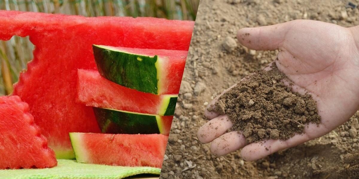 Кабачки и арбузы: можно ли закапывать корки в землю для удобрения