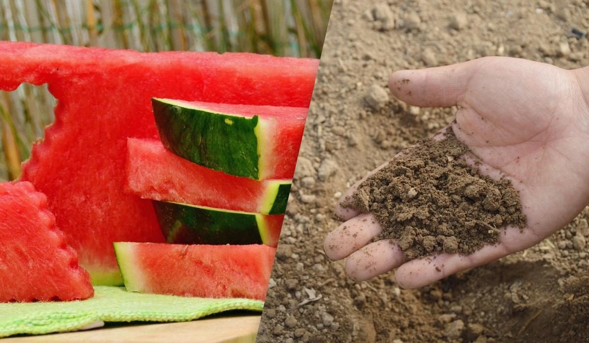 Кабачки и арбузы: можно ли закапывать корки в землю для удобрения