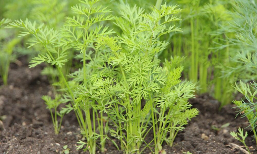 Секреты богатого урожая моркови: советы для дачниц