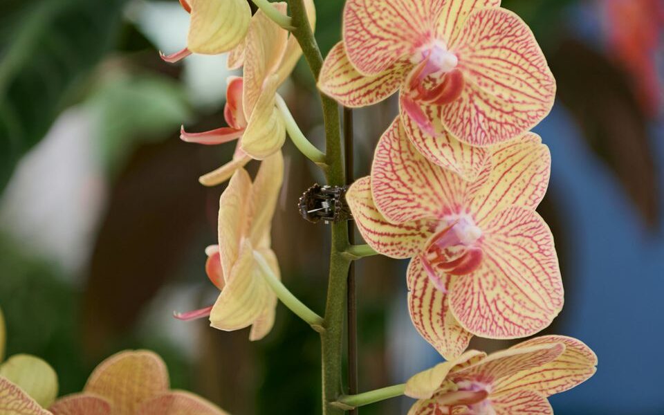 Можно ли поливать орхидею кофе: эксперимент для вашего сада