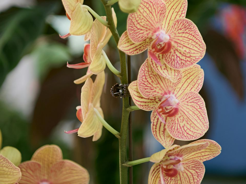 Можно ли поливать орхидею кофе: эксперимент для вашего сада