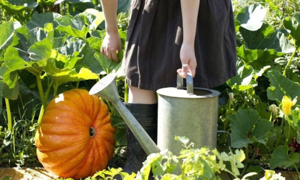 Удобрение тыквы в августе и сентябре: секреты богатого урожая
