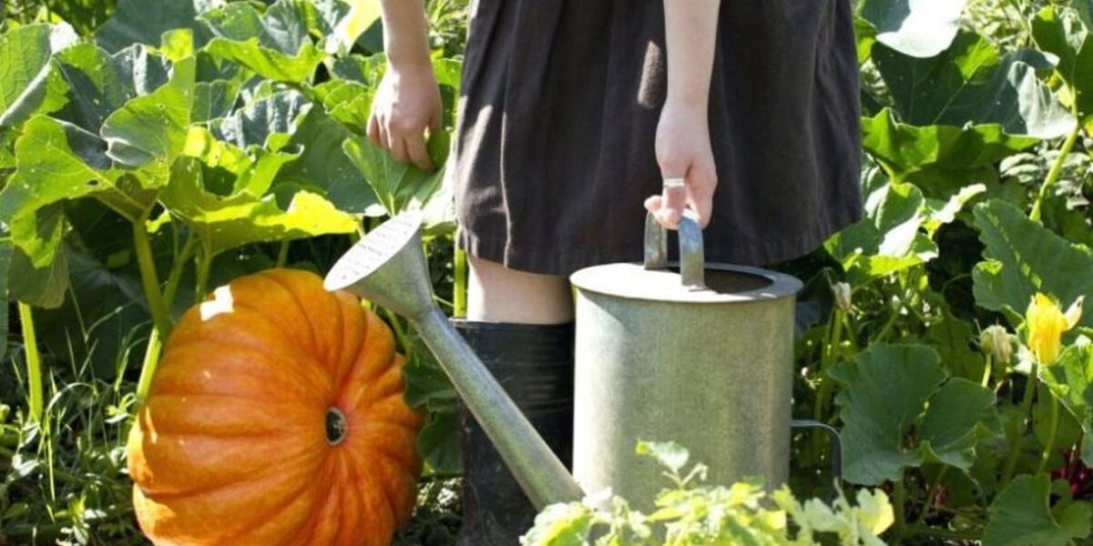 Удобрение тыквы в августе и сентябре: секреты богатого урожая