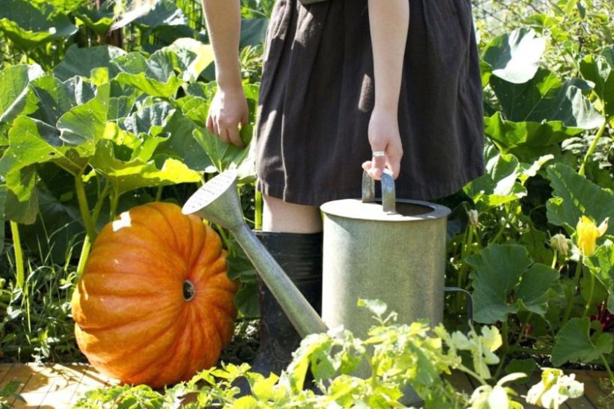 Удобрение тыквы в августе и сентябре: секреты богатого урожая