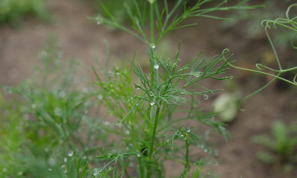 Как спасти урожай от потопа: полезные советы для дачниц