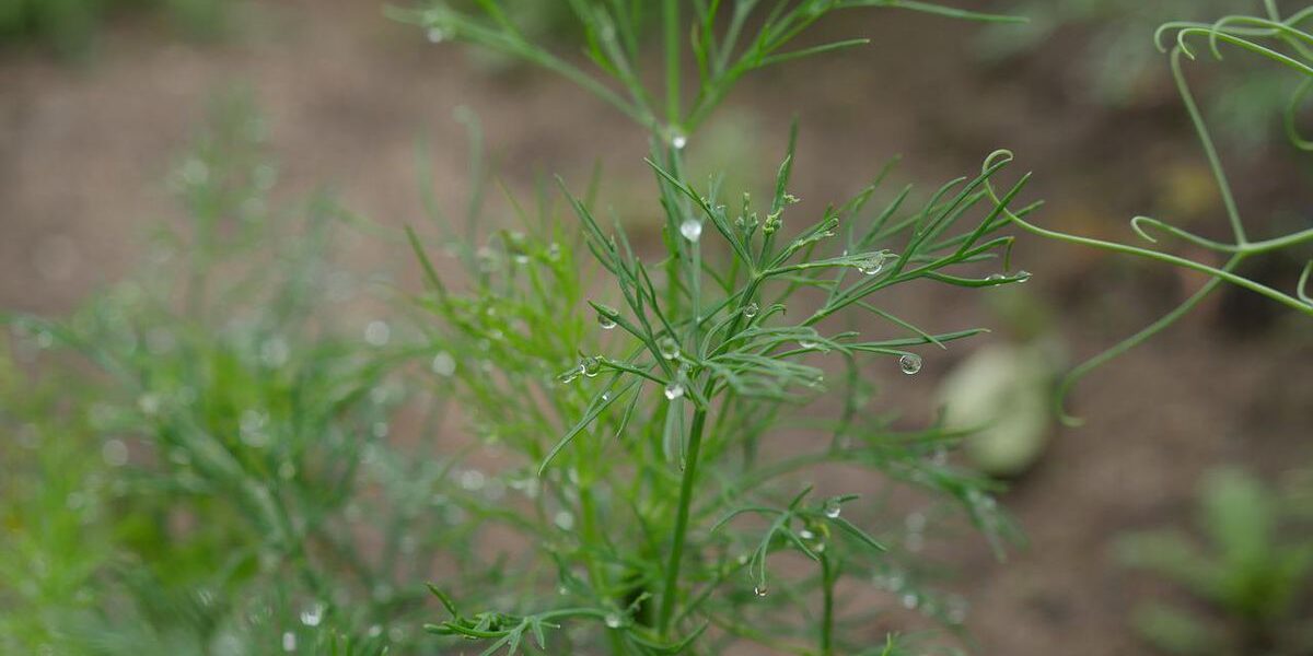 Как спасти урожай от потопа: полезные советы для дачниц