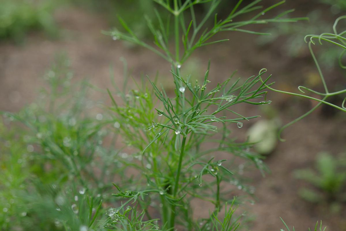 Как спасти урожай от потопа: полезные советы для дачниц