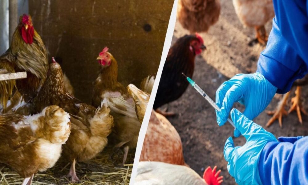 Здоровье кур: секретное средство для крепких ног и отличного самочувствия