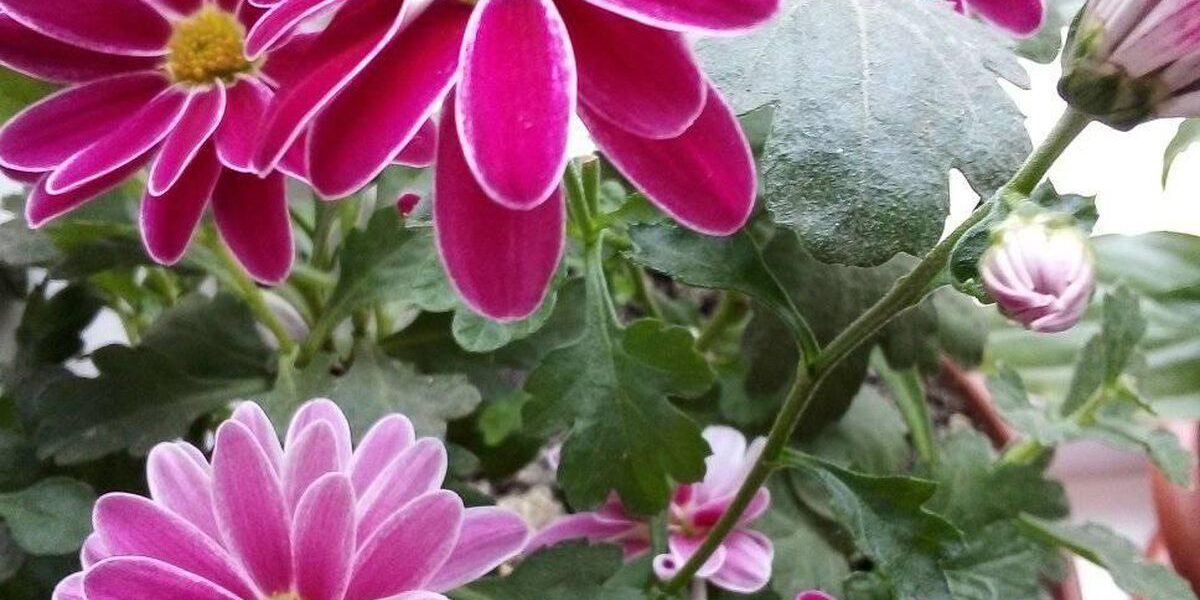 Секреты ухода за комнатной хризантемой: полив и забота для вашего дома