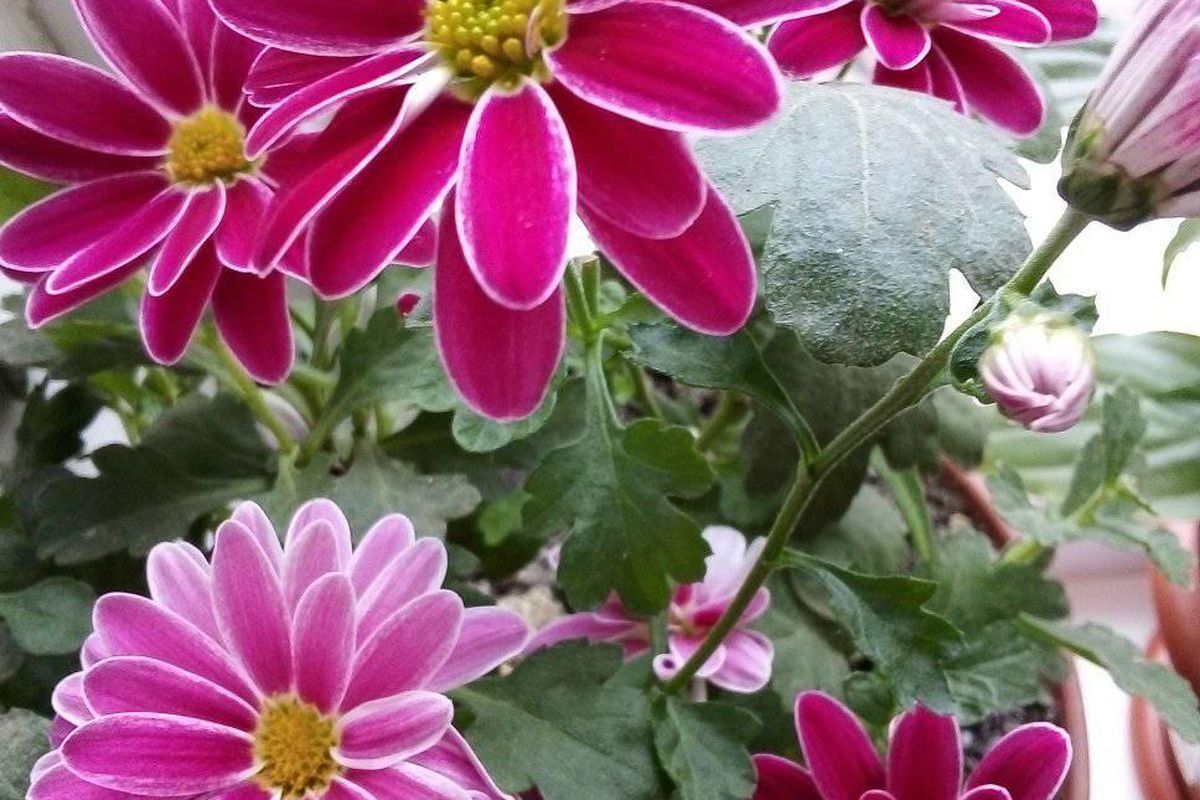 Секреты ухода за комнатной хризантемой: полив и забота для вашего дома