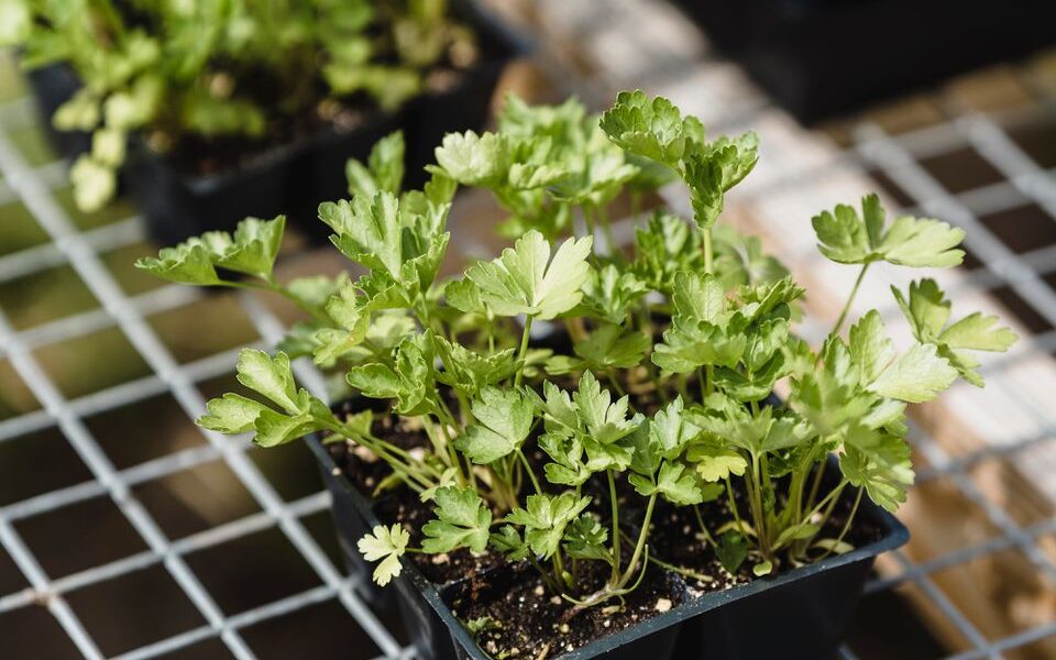 Что посеять на рассаду в январе: советы опытных садоводов для уютного дома