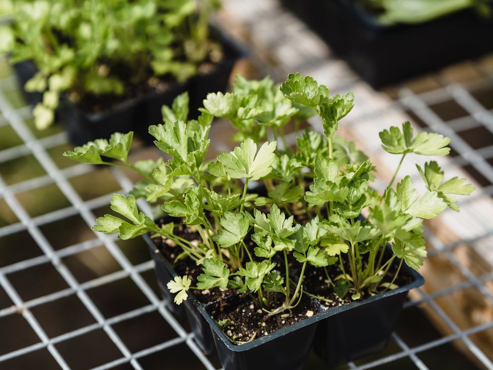 Что посеять на рассаду в январе: советы опытных садоводов для уютного дома