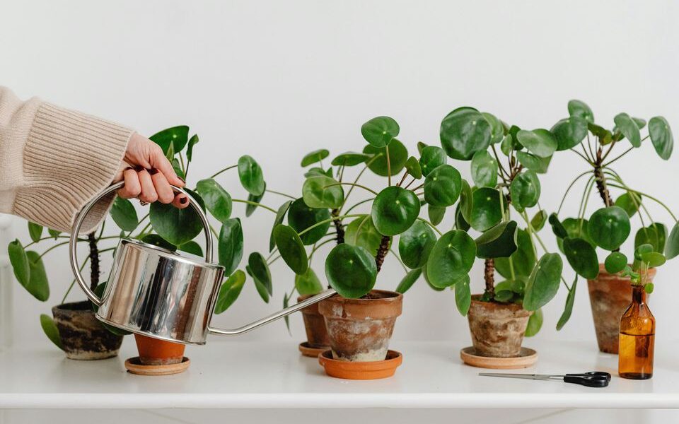 Почему комнатные растения не любят холодную воду из-под крана