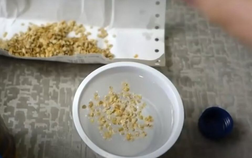 Натуральные средства для замачивания семян: секреты обильного урожая