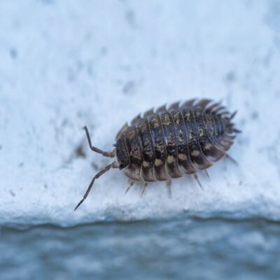 Избавляемся от мокриц: эффективные и безопасные способы для дома и сада