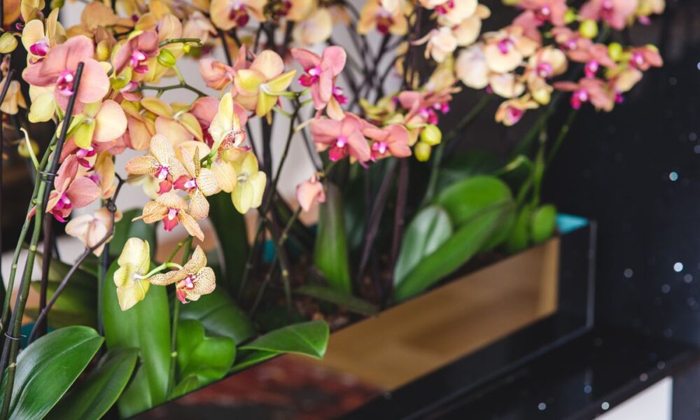 Как продлить цветение орхидей: секреты и советы для вашего сада