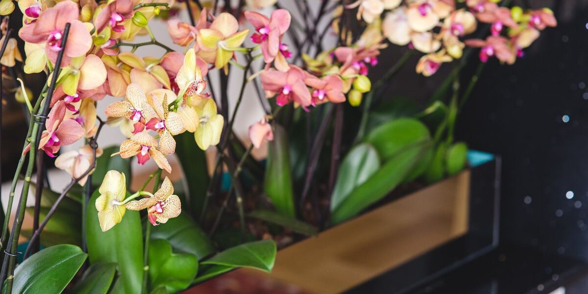 Как продлить цветение орхидей: секреты и советы для вашего сада