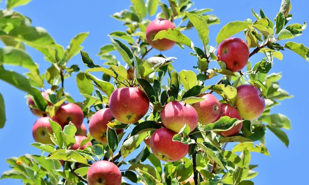 Летняя подкормка яблони: секреты обильного урожая для вашего сада