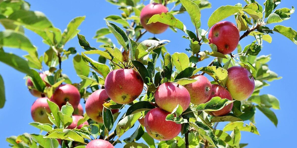 Летняя подкормка яблони: секреты обильного урожая для вашего сада