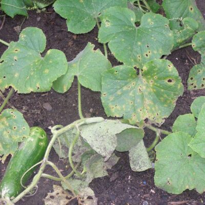 Как спасти урожай огурцов от болезней в дождливую погоду: советы для опытных хозяек