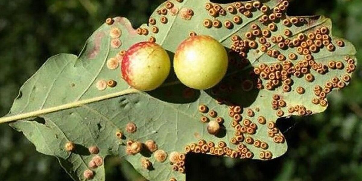 Необычные ягоды на дубе: что нужно знать каждой хозяйке