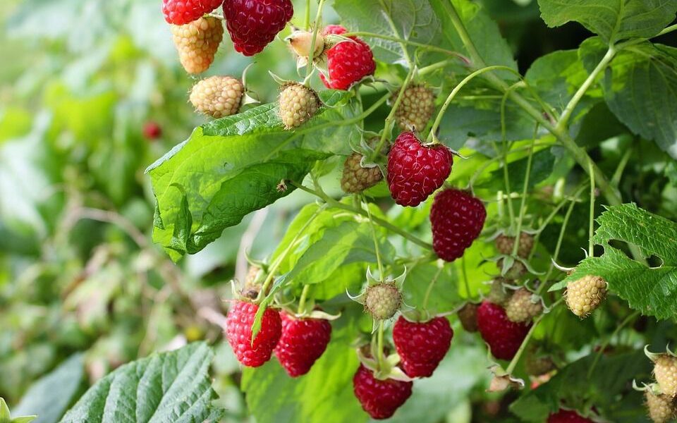 Секреты пышного малинника: уход, подкормка и защита от вредителей