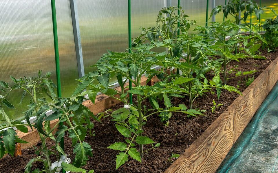 Теплица на ночь: открывать или закрывать? Мнения садоводов