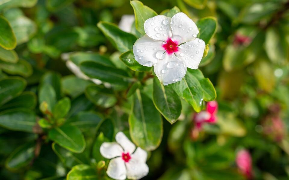 Цветок-мечта: пышная красота без лишних хлопот, которая украсит ваш дом