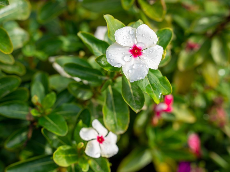 Цветок-мечта: пышная красота без лишних хлопот, которая украсит ваш дом