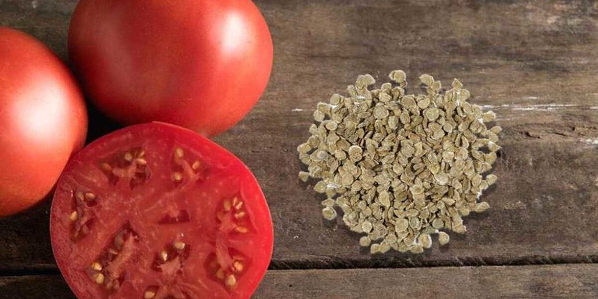 Секреты выращивания помидоров: от семян до урожая