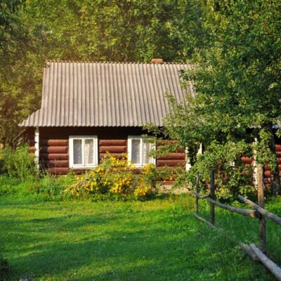 Неприхотливые плодовые деревья для дачи: урожай без лишних хлопот