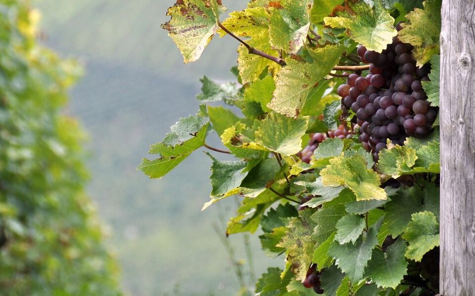 Осенняя обрезка декоративного винограда: секреты ухода за садом перед зимой