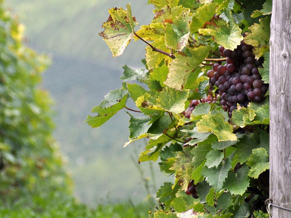 Осенняя обрезка декоративного винограда: секреты ухода за садом перед зимой