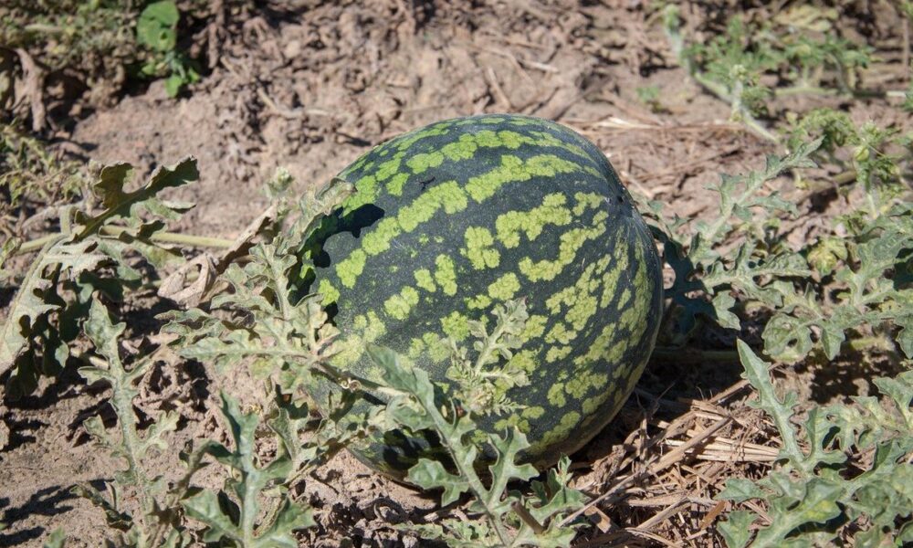 Сладкие арбузы и дыни на вашем участке: простой гид для начинающих хозяек