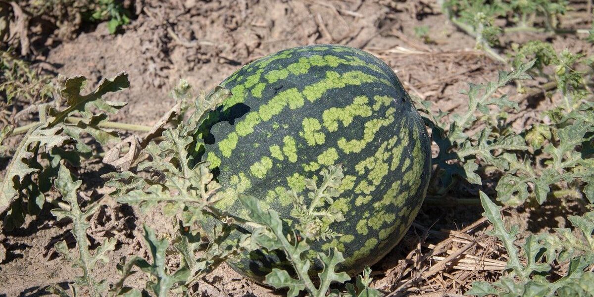 Сладкие арбузы и дыни на вашем участке: простой гид для начинающих хозяек